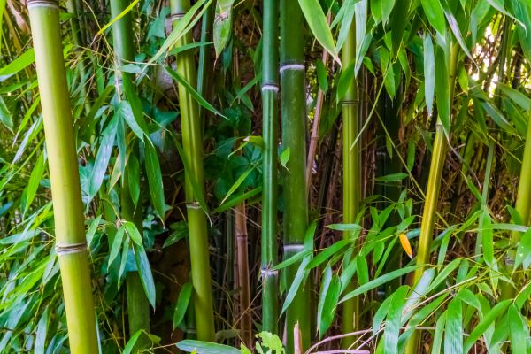 Bamboo Trimming in Pflugerville