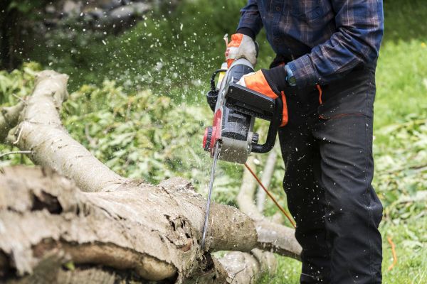 Branch Removal Service in Pflugerville