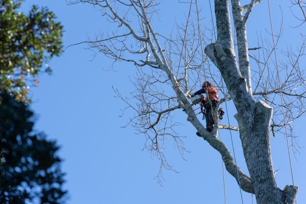 Tree Topping Service in Pflugerville