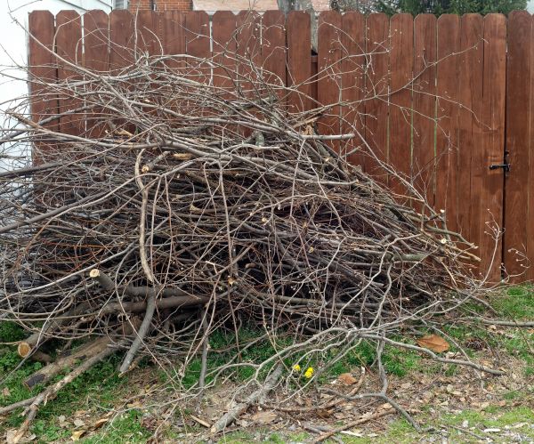 Dead Branch Removal in Pflugerville