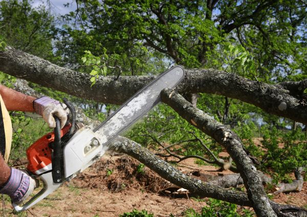 Tree Branch Cutting in Pflugerville
