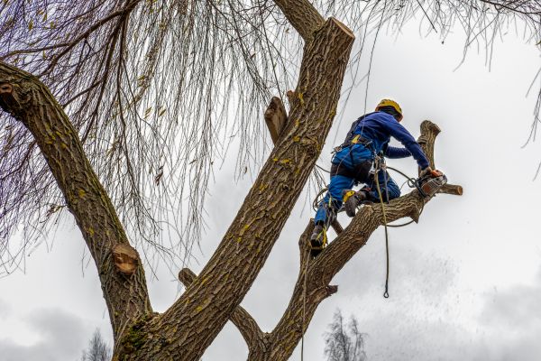 Tree Maintenance Service in Pflugerville