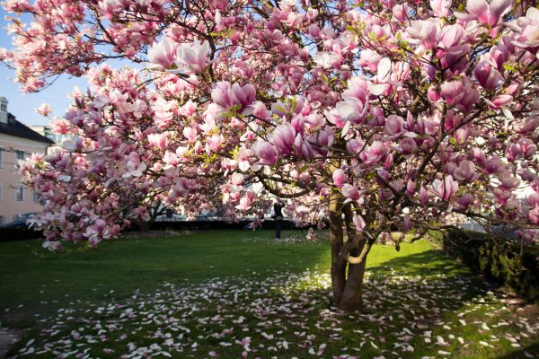 Magnolia Tree Pruning in Pflugerville