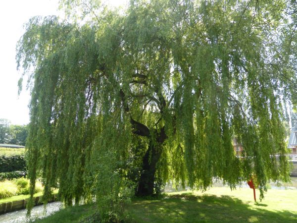 Willow Tree Trimming in Pflugerville