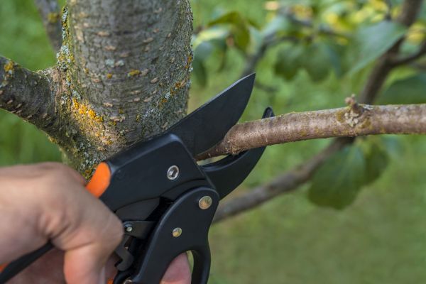 Tree Limb Cutting in Pflugerville