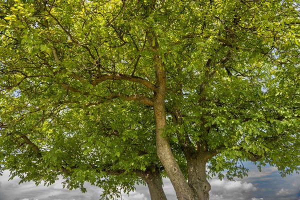 Walnut Tree Trimming in Pflugerville