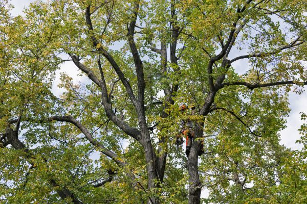 Tree Crown Shaping in Pflugerville