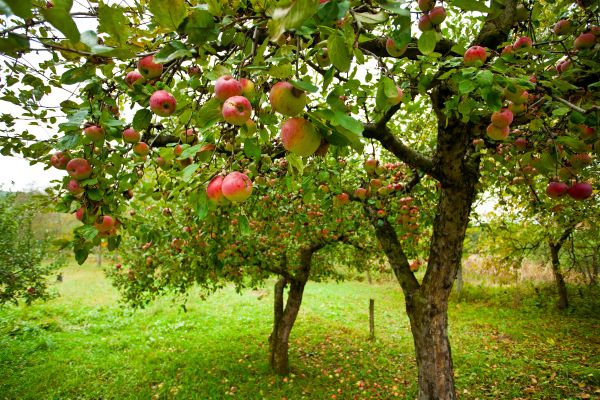 Apple Tree Pruning in Pflugerville