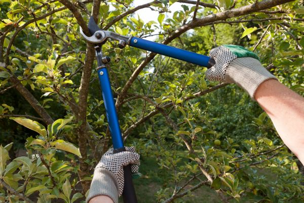 Residential Tree Pruning in Pflugerville