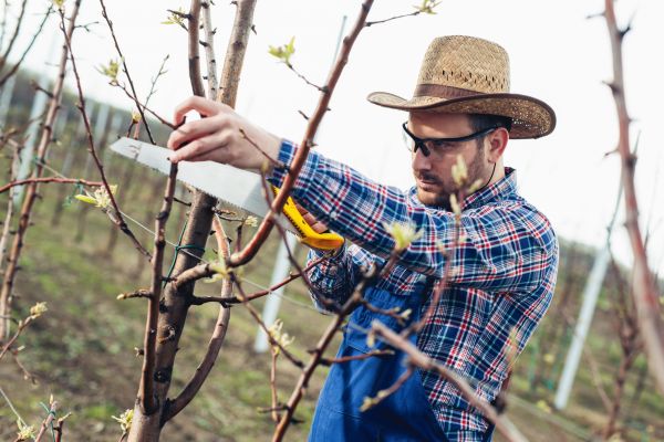 Orchard Tree Pruning in Pflugerville