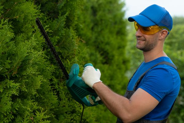 Tree Shaping Service in Pflugerville