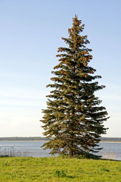 Spruce Tree Pruning in Pflugerville