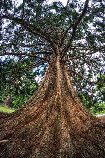 Cedar Tree Pruning in Pflugerville