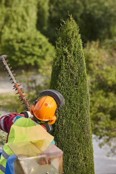 Cypress Tree Trimming in Pflugerville