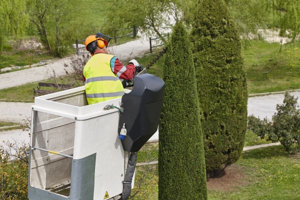 Cypress Tree Pruning in Pflugerville
