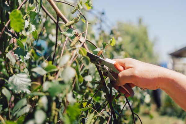 Birch Tree Pruning in Pflugerville