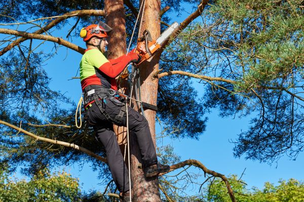 Canopy Pruning in Pflugerville