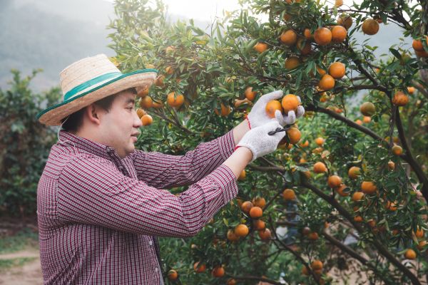 Orange Tree Pruning in Pflugerville