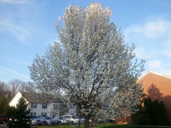 Bradford Pear Tree Pruning in Pflugerville