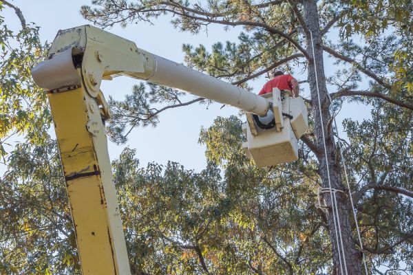 Limbs Trimming in Pflugerville