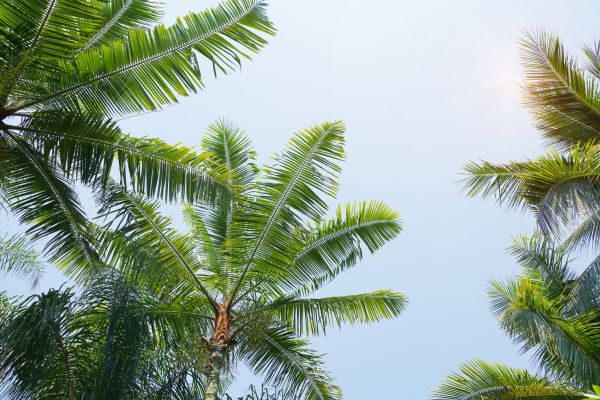 Queen Palm Tree Trimming in Pflugerville