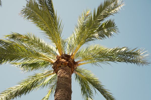 Queen Palm Pruning in Pflugerville