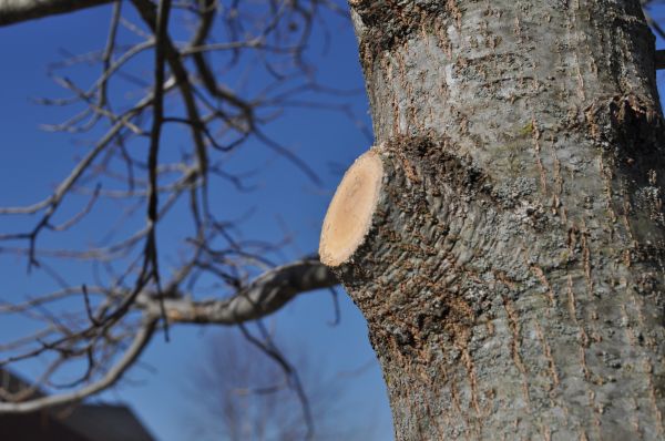 Limb Pruning in Pflugerville