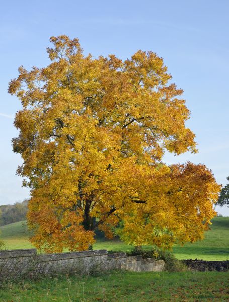 Hickory Tree Trimming in Pflugerville