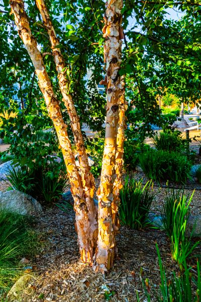 River Birch Trimming in Pflugerville