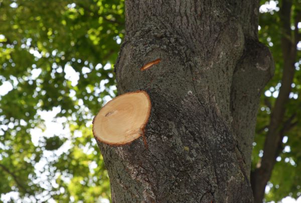 Limb Cutting in Pflugerville