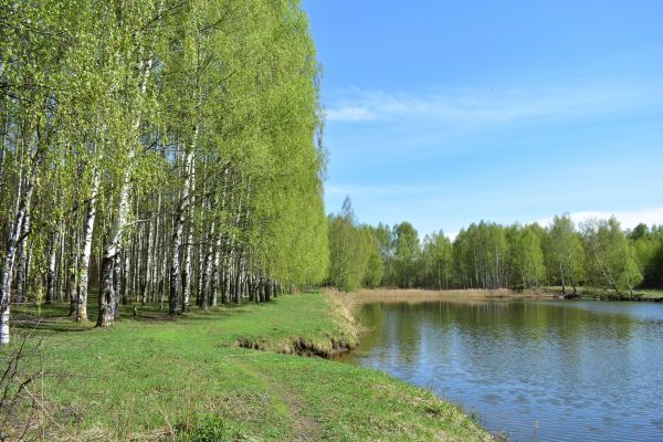 River Birch Pruning in Pflugerville