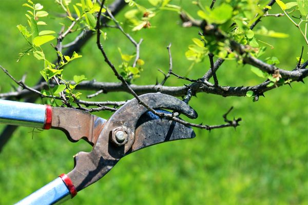 Branches Pruning in Pflugerville