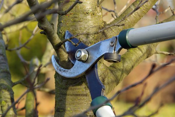 Tree Limb Trimming Service in Pflugerville