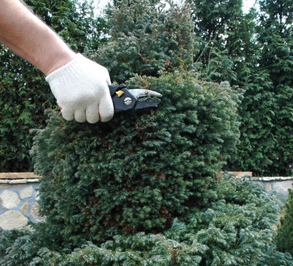 Ornamental Tree Trimming in Pflugerville