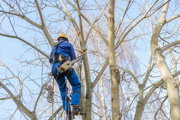 Large Tree Trimming in Pflugerville