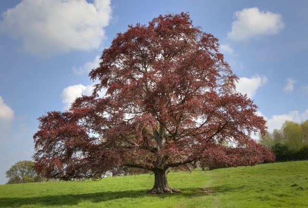 Beech Tree Pruning in Pflugerville