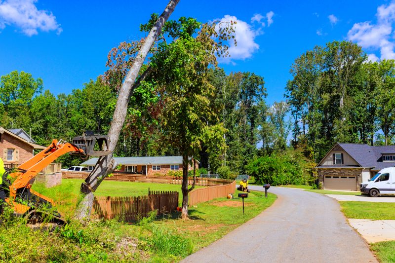 Tree Clearing in Yard